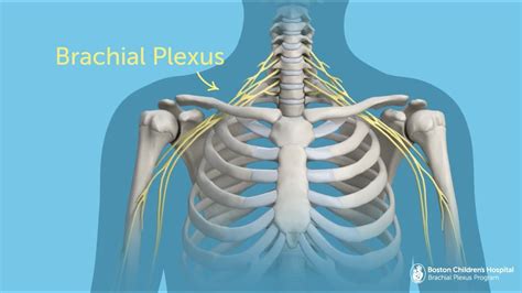 Brachial Plexus Injury Diagnosis Brachial Plexus Products Diagnosis