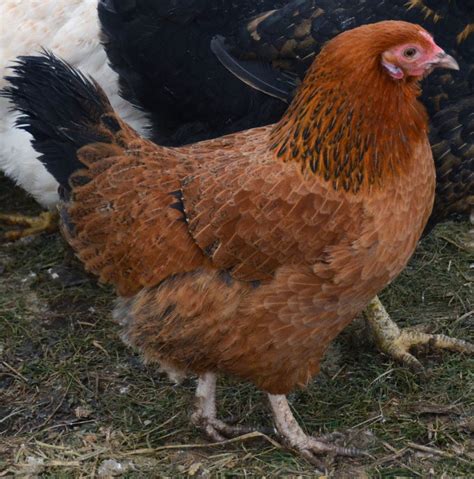 Heritage Chickens What Are The Breeds Backyard Chickens Learn How To Raise Chickens