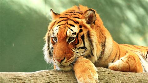 Tiger Wallpaper 4k Log Staring Rest Big Cat