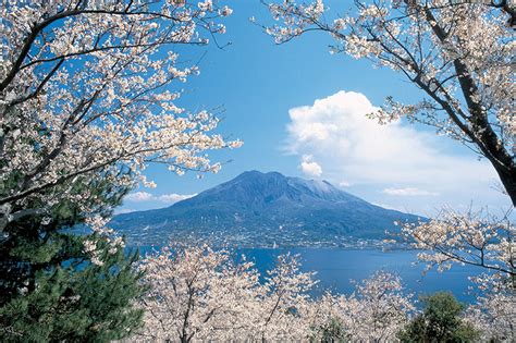 Here Are The Best Places To See Cherry Blossoms In Japan Kayak In