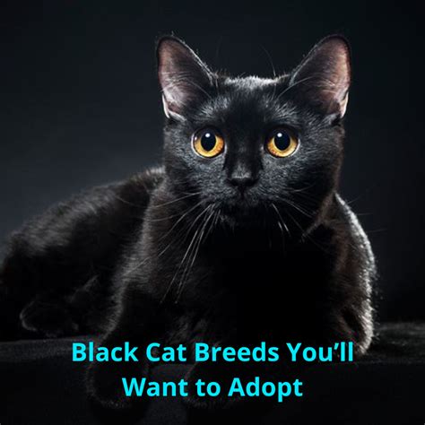 Top 10 Black Cat Breeds