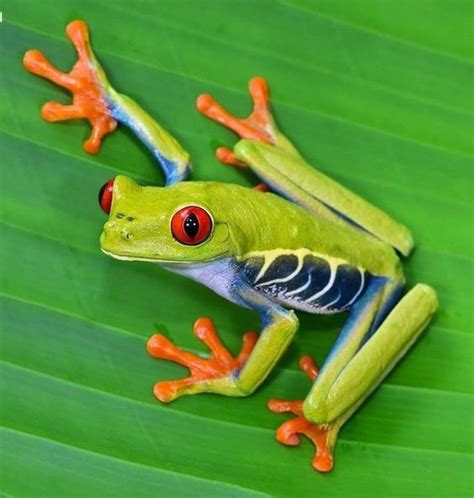 Pin By Misha Alexis Iv On ♔ Grenouilles ♔ Frogs Tree Frog Art Frog