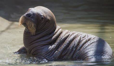 Baby Walrus Born At Seaworld Orlando In Florida Washington Times