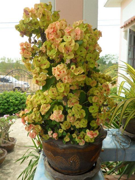 30 nov, 2019 posting komentar. Euphorbia Milii