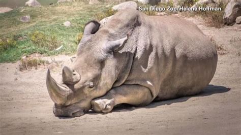 Rare Northern White Rhinoceros Dies At San Diego Zoo Safari Park Only