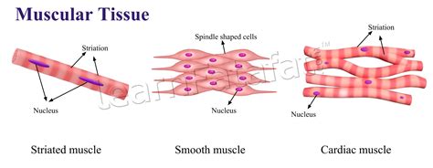 Animal Tissue And Its Functions Learnfatafat Class 9 Chapter 6 Tissues