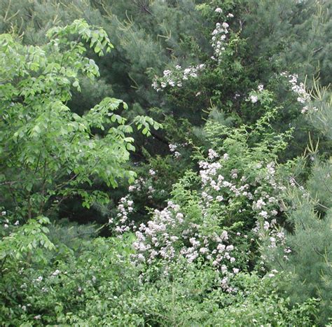 Ships from and sold by amazon.com. Wild Rose, Small White Rambling (Rosa multiflora) - 06 ...