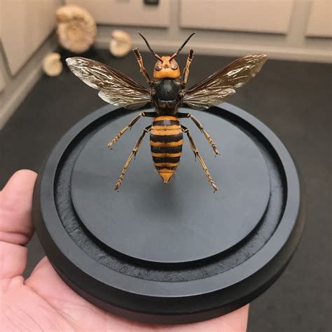 Giant Asian Giant Japanese Hornet Mounted In A Dome Available At Natur