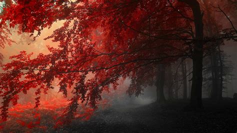 Red Leaf Trees Nature Forest Trees Hd Wallpaper Wallpaper Flare
