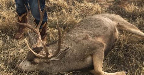 Two Texas Men Charged With Poaching Three Mule Deer Gohunt The Hunting Company
