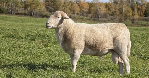 Katahdin Sheep Breed Information History And Facts