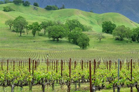 Sonoma Valley Vineyards Alan Majchrowicz