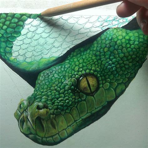 Snake Scales Drawing At Explore Collection Of