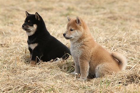Shiba Inu Puppies Cute Pictures And Facts Dogtime