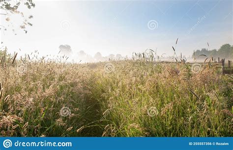 Beautiful Landscape Of The Morning Field With Fog Stock Photo Image