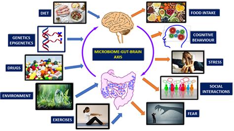Gut Brain Microbiota Axis Encyclopedia Mdpi