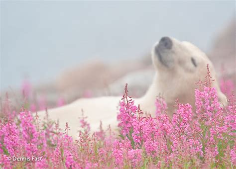 Canadian Photographer Captures Polar Bears Playing In Flower Fields