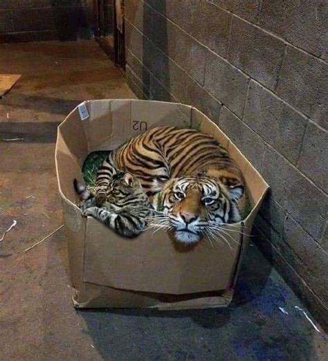 Psbattle Tiger Sitting In Cardboard Box Photoshopbattles