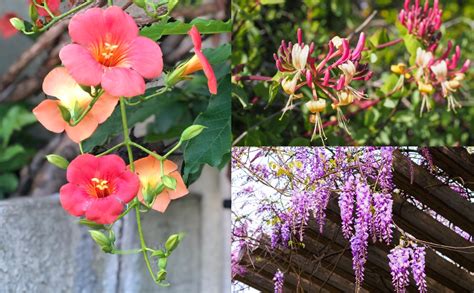 Beautiful trailing plants for indian balconies and garden. 25 Best Climbing Plants & Flowering Vines