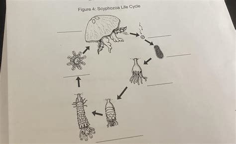Scyphozoa Life Cycle I Need Help With The Names Please
