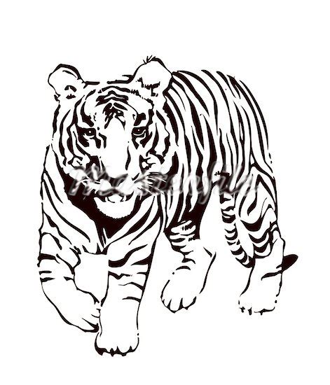 Tiger Black And White Tiger Face Clip Art Free Clipartix