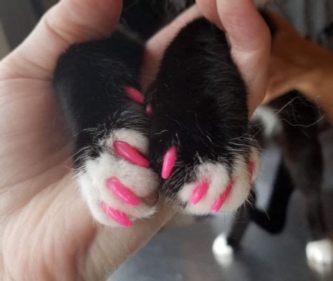 A clean cat is a happy cat, and we're here to help! Declawing Cats - Not Exactly a Manicure | Infurmation