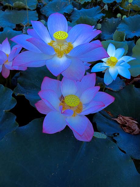 Royalty free licenses include a variety of provisions to meet your particular needs. Top 60 Blue Lotus Flower Top View Stock Photos, Pictures ...