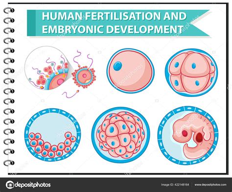 Fertilización Humana Ilustración Del Desarrollo Embrionario Vector