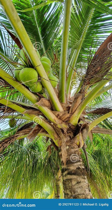 Coconut Tree Bearing Fruits With Green Leaves Stock Image Image Of