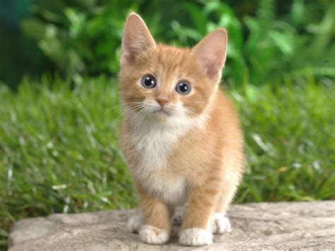 4 Tips For Finding Awesome Cute Cat Names