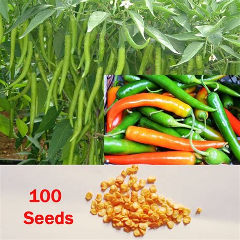 100 Green Chilli Seeds Medium Hot Long Chili Pepper Chile From Etsy