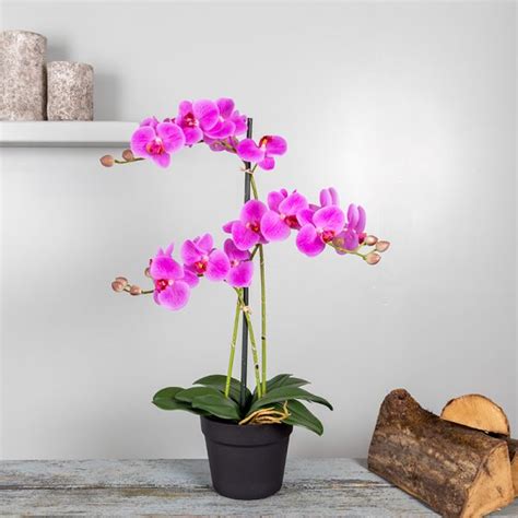 Orchidee 3 Tak Roze Prachtig Mooie Roze Kunst Orchidee