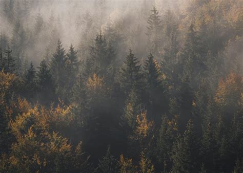 Wallpaper Forest Fog Trees Pines Aerial View Hd Widescreen High