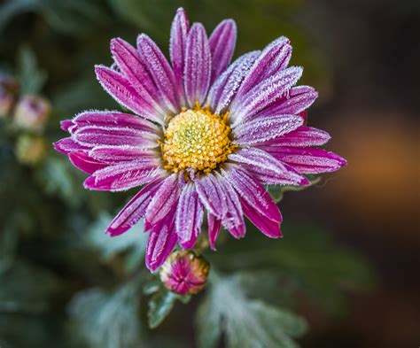 Winterastern Mehrjährige Chrysanthemen Gartenflora