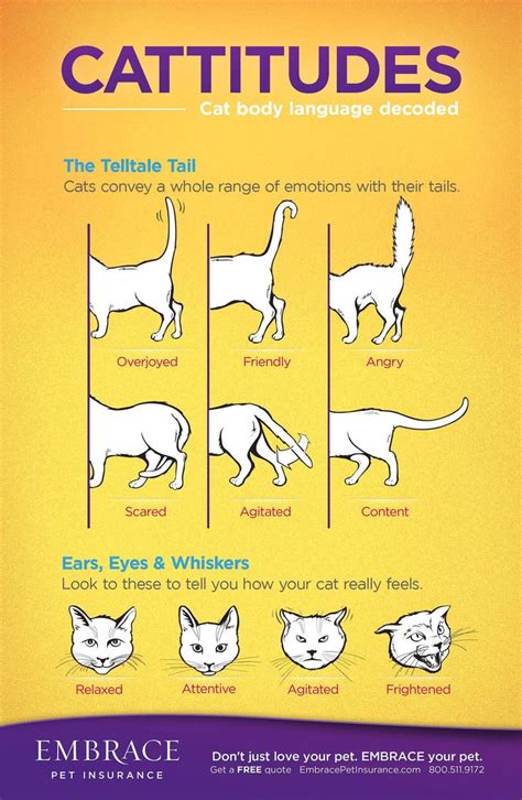 Learn To Read Your Cat S Body Language Infographics Pinterest