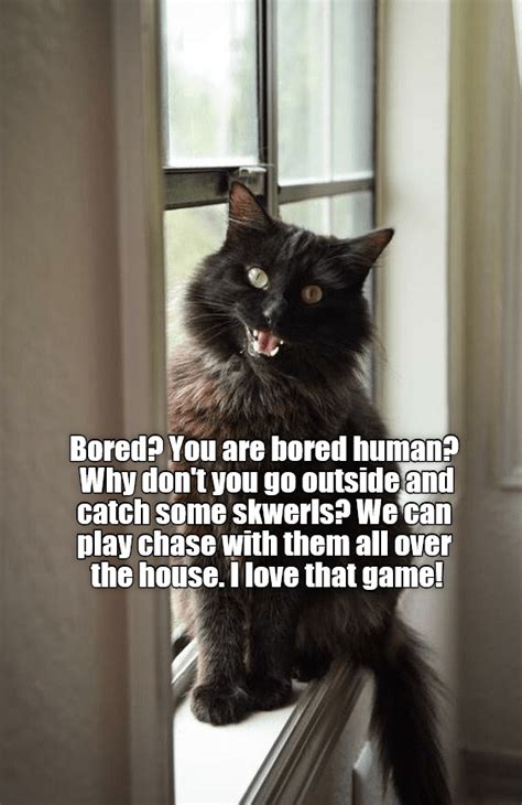 I Love That Game Lolcats Lol Cat Memes Funny Cats Funny Cat