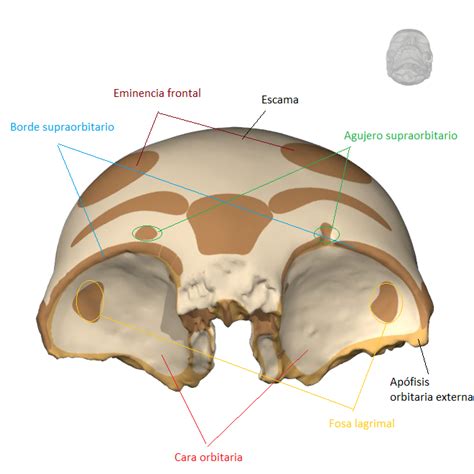 Huesos Del Cráneo Hueso Frontal