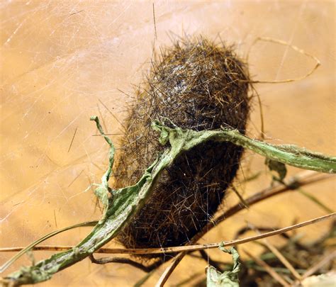 They are practically balls of fluff!s! what does a woolly bear cocoon look like Archives ...