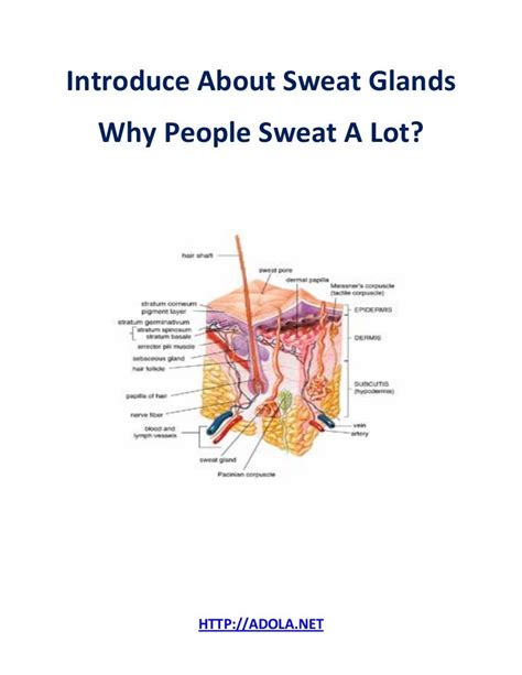 Introduce About Sweat Glands Why People Sweat A Lot