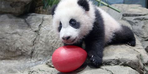 Giant Panda Cub Xiao Qi Ji Livestream Smithsonians National Zoo