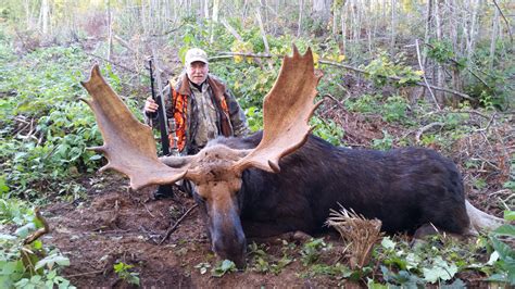 Maine Moose Hunts Guide Service Wmd 123456 Moose