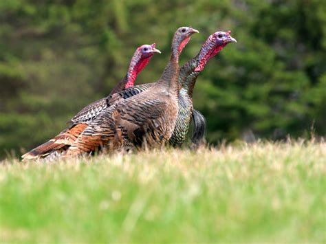 Turkey Season In Arkansas Starts In April Farm Bureau Insurance