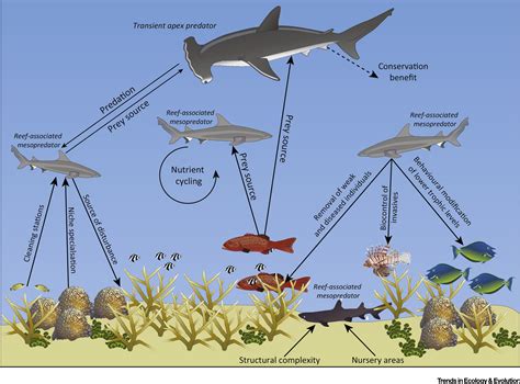 The Ecological Role Of Sharks On Coral Reefs Trends In Ecology And Evolution