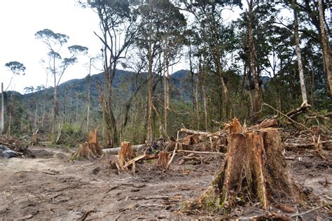 Ribuan Hektar Hutan Bener Meriah Dibabat Demi Kepentingan Malaysia