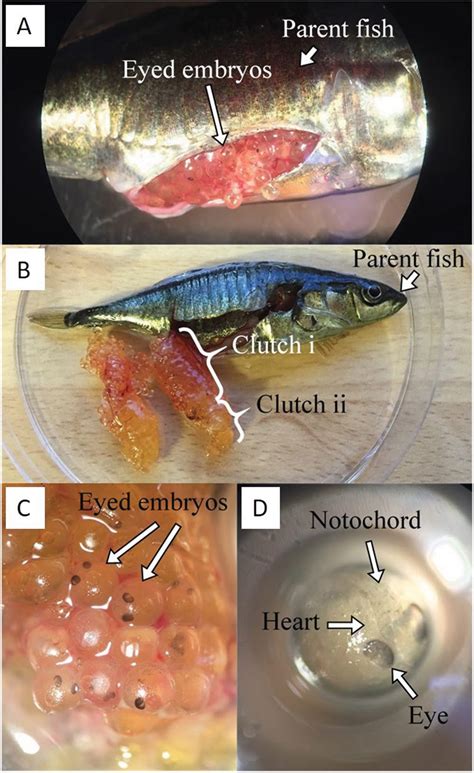 A Stickleback Fish Giving Birth To Live Young