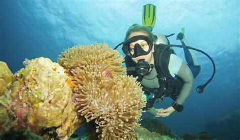 The Complete Guide To Diving In Koh Tao Itravelfun