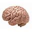 What Is Cerebral Cortex Facts And Functions  EduPrintsPlus
