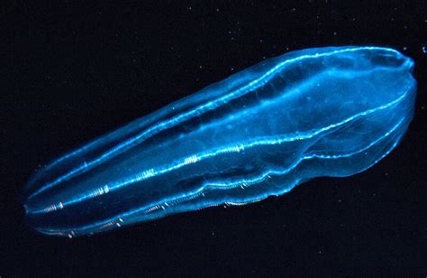 The Neon Glow Of Bioluminescent Sea Creatures Atlas Obscura