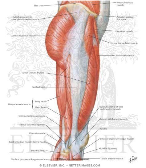 Related posts of muscle anatomy of upper thigh. #Anatomy of the thigh and hip | Lateral View Netter Medical Images #itband | Anatomy Geek: The ...
