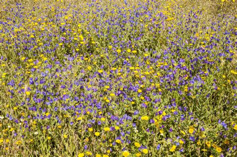 Grass Field With Blue And Yellow Flowers Stock Photo Image Of Green